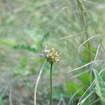 Allium oleraceum फूल