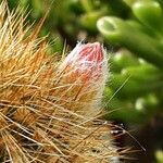 Cleistocactus baumannii Kvet