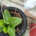 Catharanthus roseusপাতা