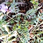 Astragalus austriacus Fiore