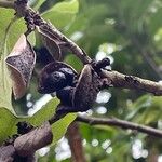 Pittosporum tenuifolium Fruit