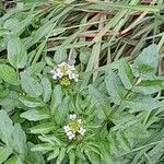 Rorippa nasturtium-aquaticum Flower
