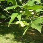 Acer truncatum Fruit