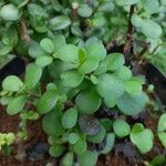 Portulacaria afra Hoja