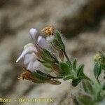 Chaenorhinum villosum फूल