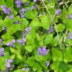 Viola × melissifolia Flower