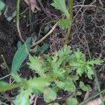 Mauranthemum paludosum Blatt