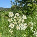 Heracleum sphondyliumᱵᱟᱦᱟ