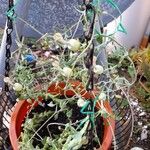 Ceropegia simoneae Flower