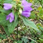 Campanula tracheliumКветка