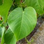 Passiflora ligularis Leaf