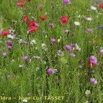 Xeranthemum annuum Costuma