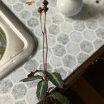 Chimaphila maculata Hoja