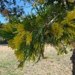 Calocedrus decurrens Leht