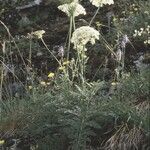 Laserpitium halleri Habit