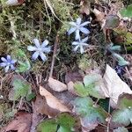 Anemone hepaticaFlor