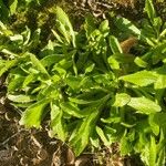 Erigeron pulchellus Leaf