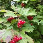 Viburnum opulus Blatt