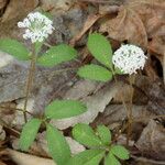 Panax trifolius आदत