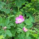 Rosa woodsii Kwiat
