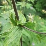 Aconitum septentrionale برگ