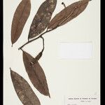 Heteropsis flexuosa Fruto
