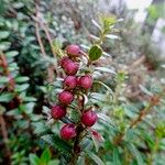 Gaultheria myrsinoides Plod