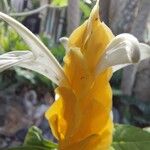Pachystachys lutea Flower