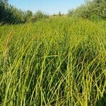 Carex acuta Habit