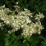 Filipendula vulgaris फूल