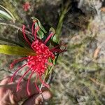 Grevillea speciosa花