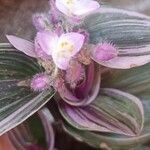 Tradescantia cerinthoides Çiçek