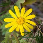 Senecio californicus Квітка