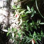 Ruscus aculeatusLeaf