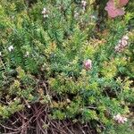 Erica erigena Elinympäristö