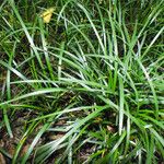 Liriope spicata Leaf