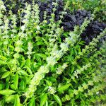 Ocimum basilicum Blatt