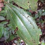 Miconia tschudyoides Blad