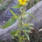 Guizotia abyssinica Flower