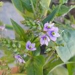 Veronica anagallis-aquatica Flower