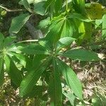Sterculia murex 葉