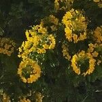 Cassia fastuosa Flower