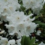 Rhododendron decorum Flor