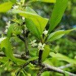 Ilex decidua Fleur