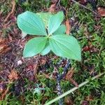 Cornus canadensis Folla