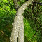 Amorpha fruticosa Кора