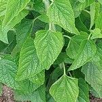 Salvia coccinea Blad