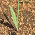 Gladiolus candidusFolio