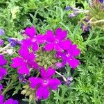 Verbena tenera 花