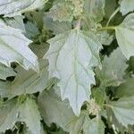 Chenopodiastrum murale Leaf